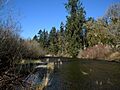 River flowing between a mix of coniferous trees and leafless shrubs