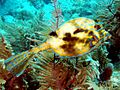 Scrawledcowfish