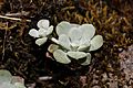 Sedum spathulifolium 4916