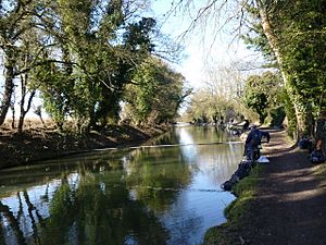 Shaded stretch of the Kennet and Avon canal - geograph.org.uk - 1760689