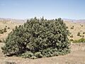 Single-leaf pinyon 1