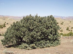 Single-leaf pinyon 1