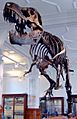 Stan the Trex at Manchester Museum