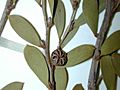 Starr-020719-0016-Leptospermum laevigatum-BISH specimen seed capsule-Laie-Oahu (24468312811)