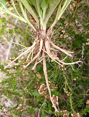 Succisa pratensis roots