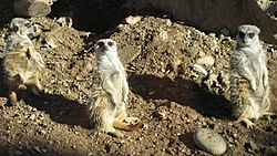 Suricata suricatta -Charles Paddock Zoo, Atascadero, California, USA-8a.jpg
