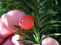 Taxus canadensis 5443106