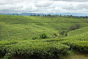 Tea fields, Tukuyu, Tanzania
