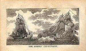 The hornet and penguin.jpg