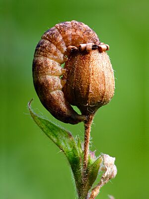 The larva of Hadena bicruris is feeding on the seeds of Red Campion (Silene dioica)