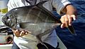 Threadfin jack 2