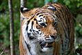 Tiger-zoologie.de0001 22