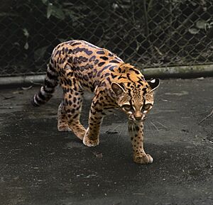 Tilcayo tiger cat (full body).jpg