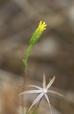 Tracyina rostrata with open ray flowers (27852495607).jpg