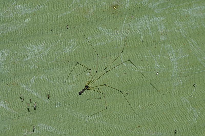 Uthina atrigularis 7193