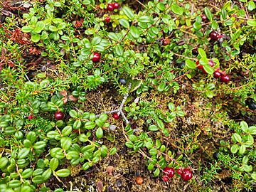 Vaccinium vitis-idaea and Empetrum nigrum 20230823