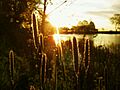 Veterans park lagoon - milwaukee