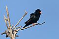 Village indigobird (Vidua chalybeata okavangoensis) male Botswana