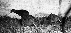 Wellington City Council Zoo, Kiwi 1