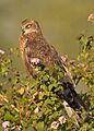 Western Marsh Harrier- Bangalore, India