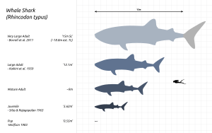 Whale-Shark-Scale-Chart-SVG-Steveoc86.svg