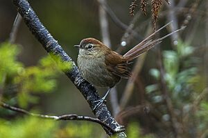White-chinned Thistletail - Ecuador S4E4517.jpg