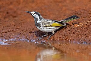 White-fronted honeyeater - Round Hill NSW.jpg