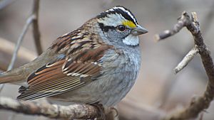 White-throated Sparrow (8462677881)