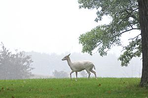 White deer argonne