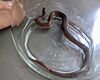 Worm Snake, Virginia, US.jpg