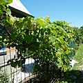 Амурский виноград в Хабаровске