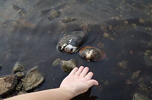 20090830 imutaike kagoshima-ken japan.jpg