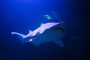 2016 Deep Sea World (26705636224)