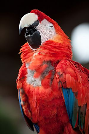 9AM is too early for parrots, too (4669673529).jpg