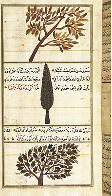 A Quince Tree, a Cypress Tree, and a Sumac Tree in Zakariya al-Qazwini's Wonders of Creation