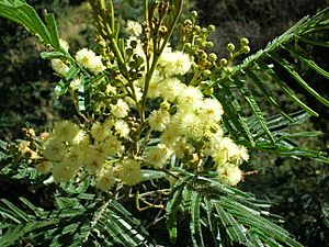 Acacia mearnsii blossoms