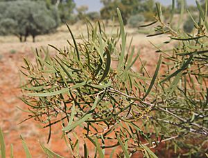Acacia sibirica foliage