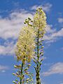 Actaea racemosa 002