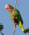 Amazona leucocephala -in tree-4cp