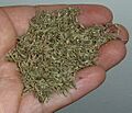 Aniseed held in hand