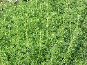Artemisia abrotanum0