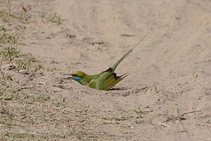 Asian green bee-eater (Merops orientalis beludschicus) dust bathing near Roorkee, Haridwar district