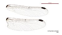Austrogomphus praeruptus male wings (34671870070)