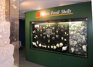 BMNSM fossil shell exhibit