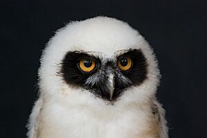 Baby spectacled owl