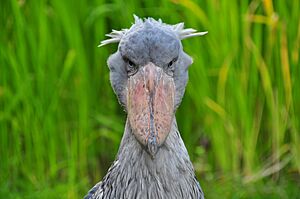 Balaeniceps rex (Schuhschnabel - Shoebill) - Weltvogelpark Walsrode 2010-10