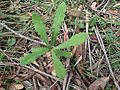 Banksia integrifolia subsp. monticola 06