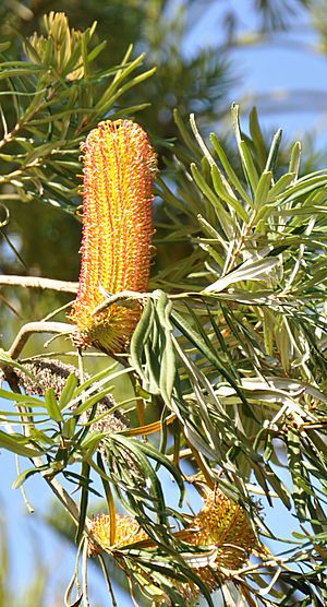 Banksia seminuda 300912 2a