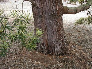 Banksia seminuda trunk email