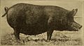 Beginnings in animal husbandry (1912) (20353361662)